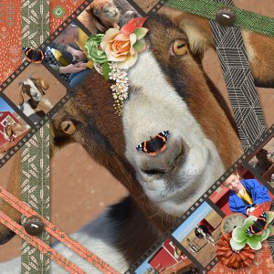 Farm Animals