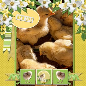 NEW LIFE
