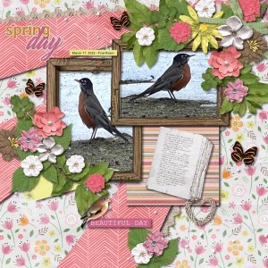 First Robins