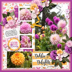 Dahlia Delights