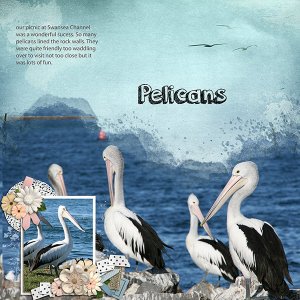Pelicans