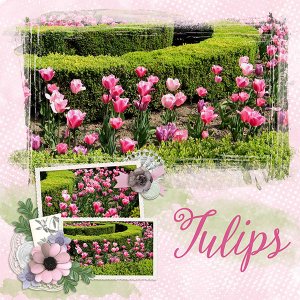 tulips