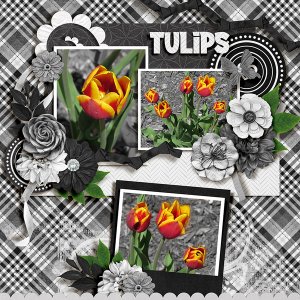 Tulips
