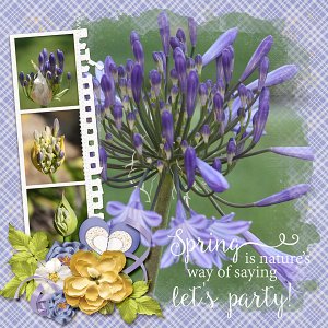 Agapanthus