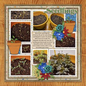 seedlings
