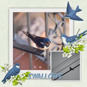 Birds