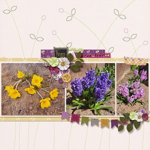 Spring Flowers