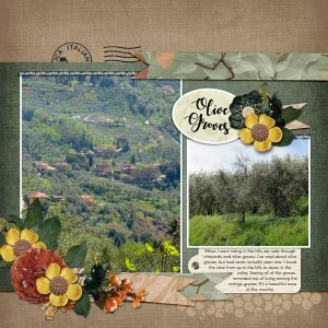 Olive Groves