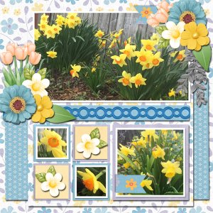 Spring Daffodils