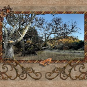 fading sunlight tree