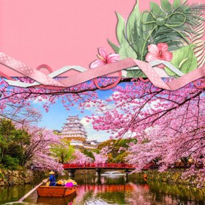 Cherry Blossom