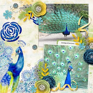 Peacock