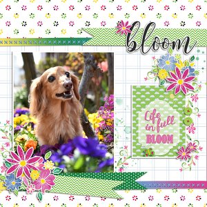 Bloom