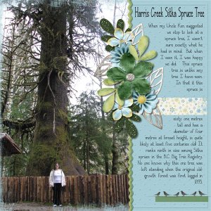 Harris Creek Sitka Spruce Tree