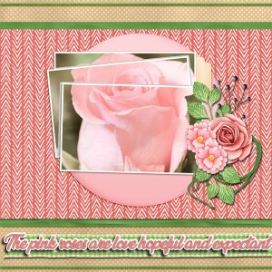 Pink Rose