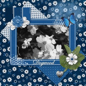 Dogwoods in Bloom