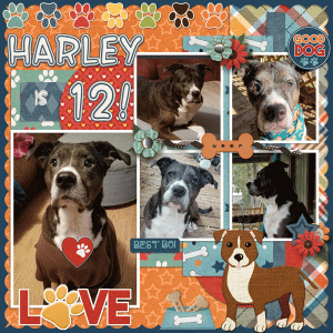 Happy Birthday Harley