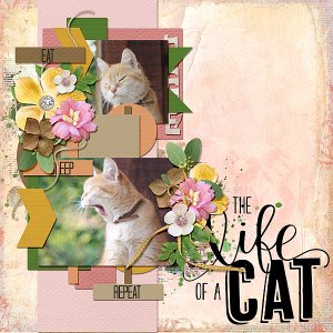 Life of a Cat
