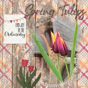 Spring Tulips