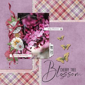 Cherry Tree Blossoms