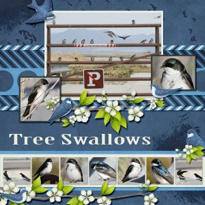 Tree_Swallows_small