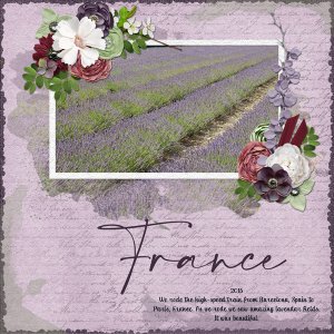 France Lavendar