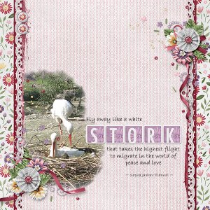 The white stork