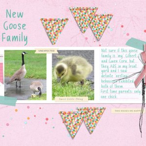 New Goose Family