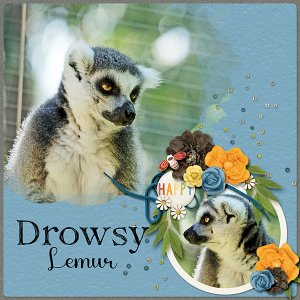 Drowsy Lemur