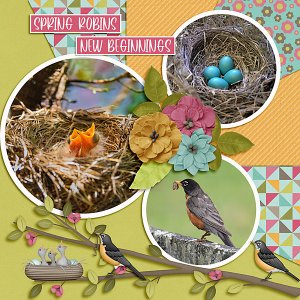 Spring Robins, New Beginnings