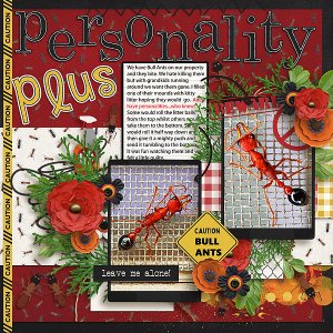Bull Ants - Personality Plus