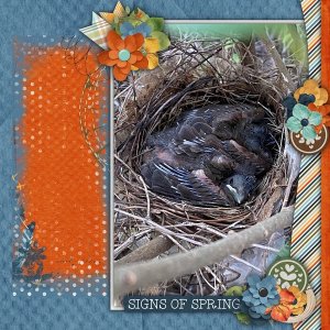 Baby Cardinals
