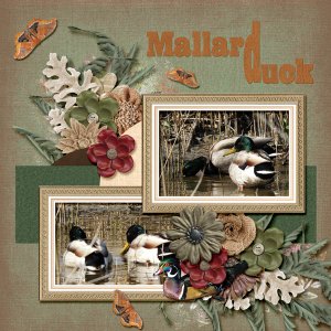 Mallard-Duck
