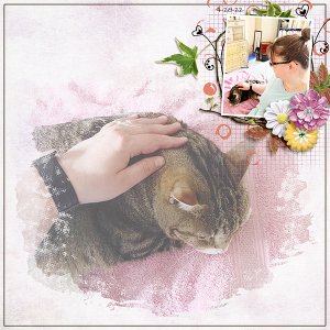 Pets