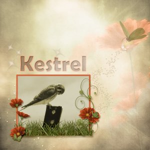 American_Kestrel_small