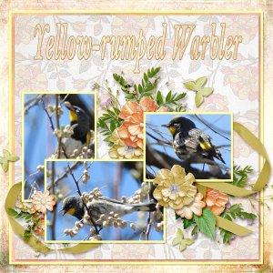 Yellow-rumped_Warbler_small2