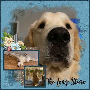 The Long Stare