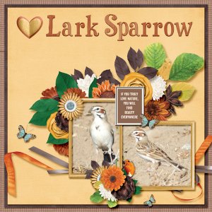 Lark_Sparrow_small