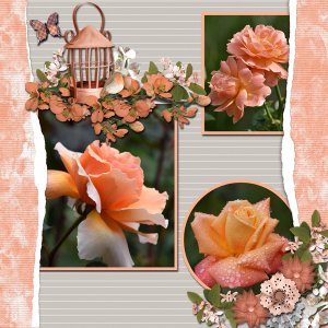 Roses