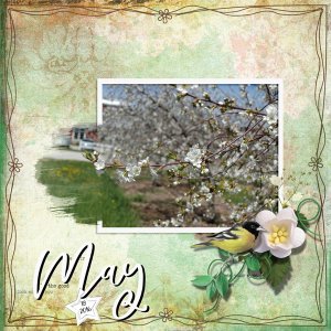 Cherry Trees