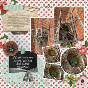 Robin Nest
