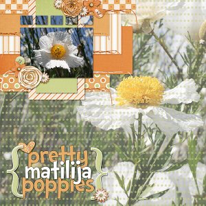 Pretty Poppies