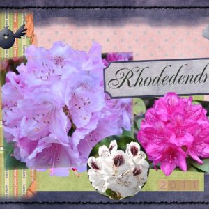 Rhodedendrons