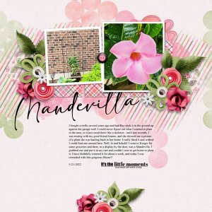 Mandevilla