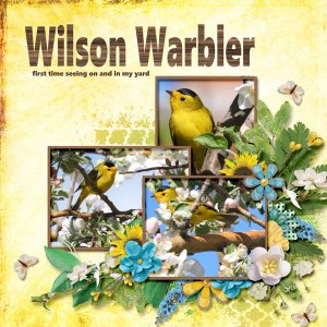 Wilson_Warbler_small2