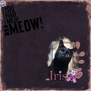 Cute Iris