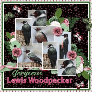 Lewis_Woodpecker_SMALL