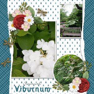 Viburnum