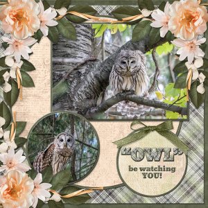 "OWL" be watching you!