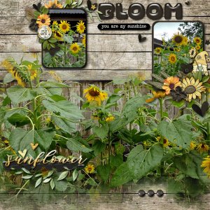 MFish_KISSDreamyBlend_JBSNeia-Sunflowers